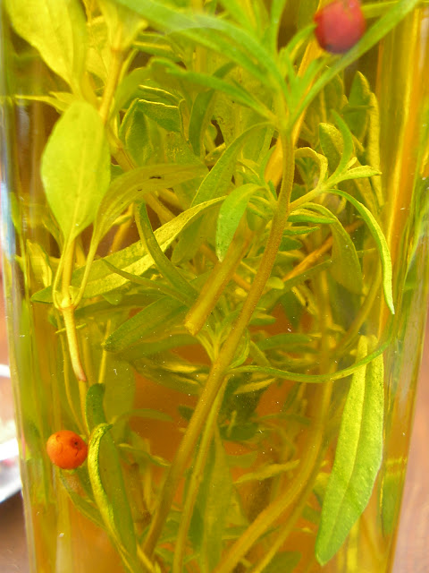 Aromat zamknięty w butelce. Oliwy smakowe.